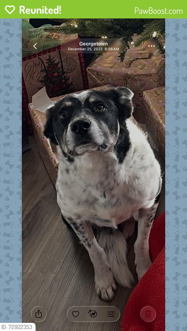 Reunited Male Dog last seen Near Paisley , Houston, TX 77096