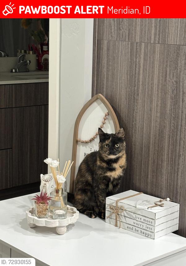 Lost Female Cat last seen N Centrepoint Way & W Baldcypress St, Meridian, ID 83646, Meridian, ID 83646