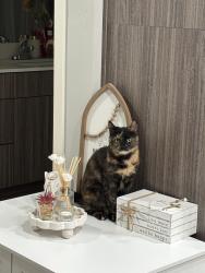 Lost Female Cat last seen N Centrepoint Way & W Baldcypress St, Meridian, ID 83646, Meridian, ID 83646