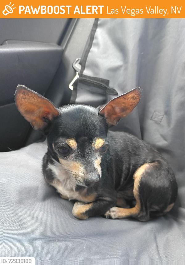 Found/Stray Male Dog last seen Tropicana Ave, Las Vegas Valley, NV 89103