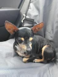 Found/Stray Male Dog last seen Tropicana Ave, Las Vegas Valley, NV 89103