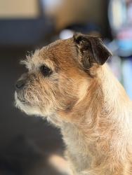Lost Male Dog last seen Central & Doris , Wichita, KS 67212
