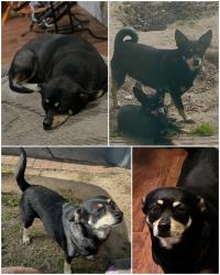 Lost Female Dog last seen Harris St, Scarborough, Richey, Pasadena, TX 77506