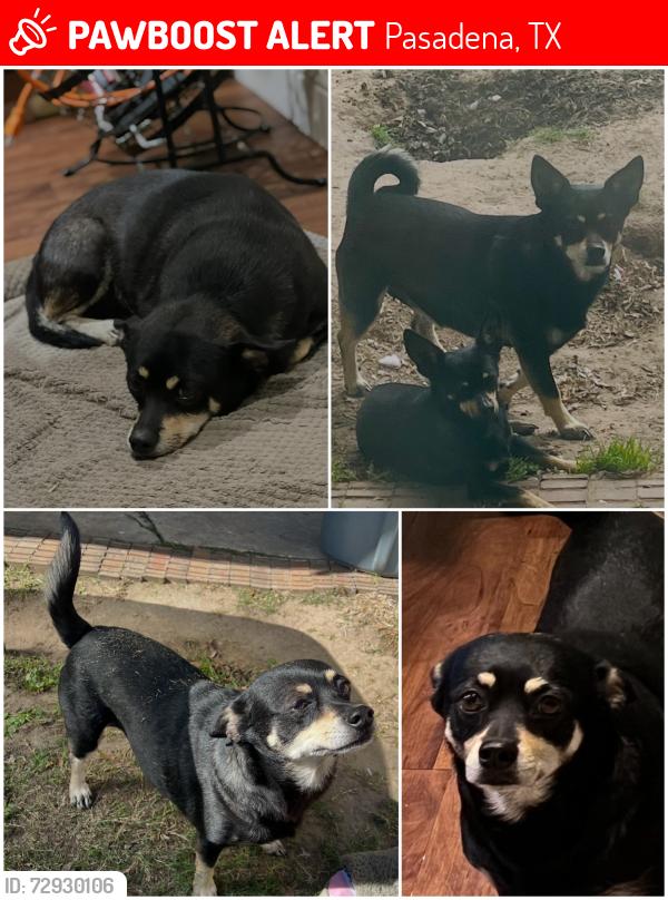 Lost Female Dog last seen Harris St, Scarborough, Richey, Pasadena, TX 77506