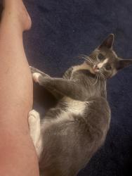 Reunited Male Cat last seen Washington St, Wilmington, DE 19802