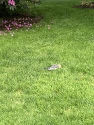 Found/Stray Unknown Bird last seen On Ellison Ave, Yonkers, NY 10708