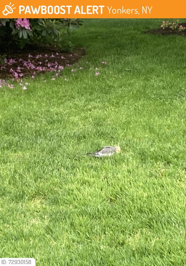 Found/Stray Unknown Bird last seen On Ellison Ave, Yonkers, NY 10708