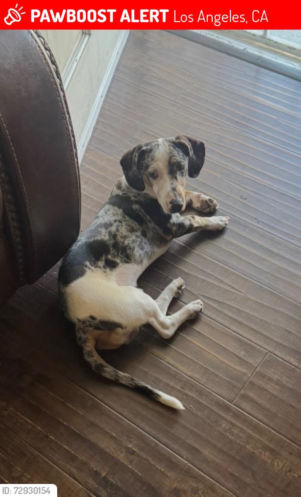 Lost Male Dog last seen Near Pace Ave. Between Century Blvd & 92nd Ave, Los Angeles, CA 90002