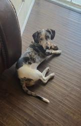 Lost Male Dog last seen Near Pace Ave. Between Century Blvd & 92nd Ave, Los Angeles, CA 90002