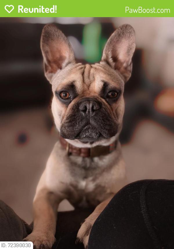 Reunited Male Dog last seen Nyack , Victorville, CA 92392