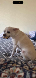 Lost Female Dog last seen Old ranch rd and Cooley lane , Colton, CA 92324