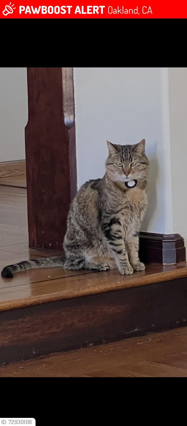 Lost Male Cat last seen Near Picardy Dr, Oakland, CA 94605