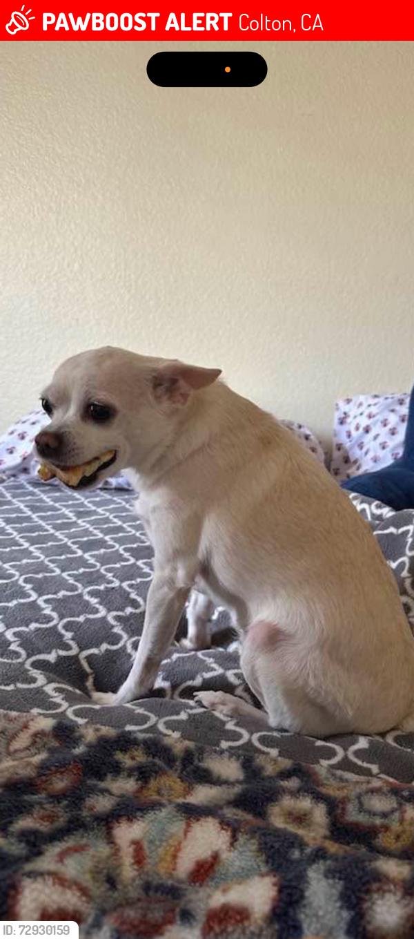 Lost Female Dog last seen Old ranch rd and Cooley lane, Colton, CA 92324