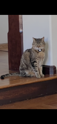 Lost Male Cat last seen Near Picardy Dr, Oakland, CA 94605