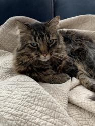Reunited Male Cat last seen Central, Beverly, MA 01915