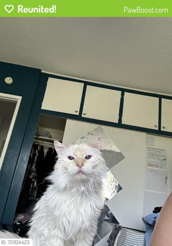 Reunited Female Cat last seen Near Catamaran St, Venice, CA 90292, USA, Los Angeles, CA 90292