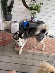 Found/Stray Male Dog last seen Near street and 24 1/3, Winston-Salem, NC 27105