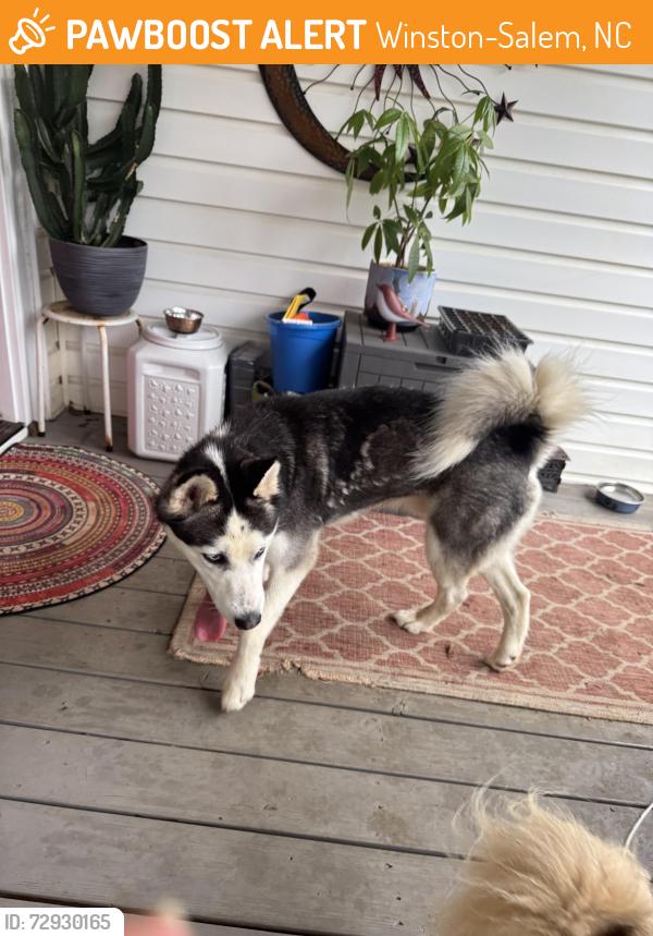 Found/Stray Male Dog last seen Near street and 24 1/3, Winston-Salem, NC 27105