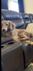 Reunited Female Dog last seen Simpson and Memory Lane, Winchester, CA 92596