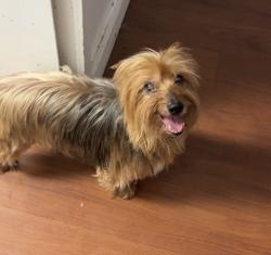 Reunited Male Dog last seen CYO Hall by McGill Toolen, Mobile, AL 36604
