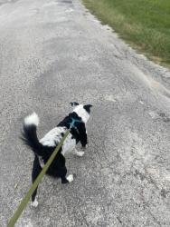 Lost Male Dog last seen Sheridian ln , Cleburne, TX 76033
