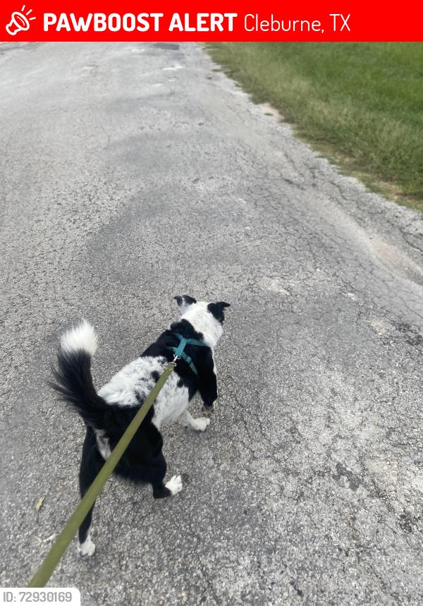 Lost Male Dog last seen Sheridian ln , Cleburne, TX 76033