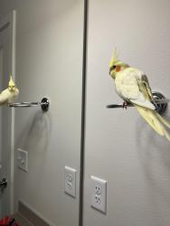 Lost Male Bird last seen 60th Ave Fife Heights, Tacoma, WA 98442