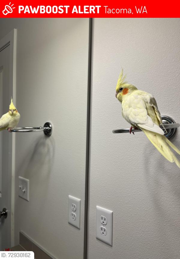 Lost Male Bird last seen 60th Ave Fife Heights, Tacoma, WA 98442