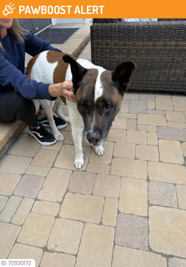 Found/Stray Male Dog last seen Warner Huntington beach, Huntington Beach, CA 92647