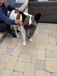 Found/Stray Male Dog last seen Warner Huntington beach, Huntington Beach, CA 92647