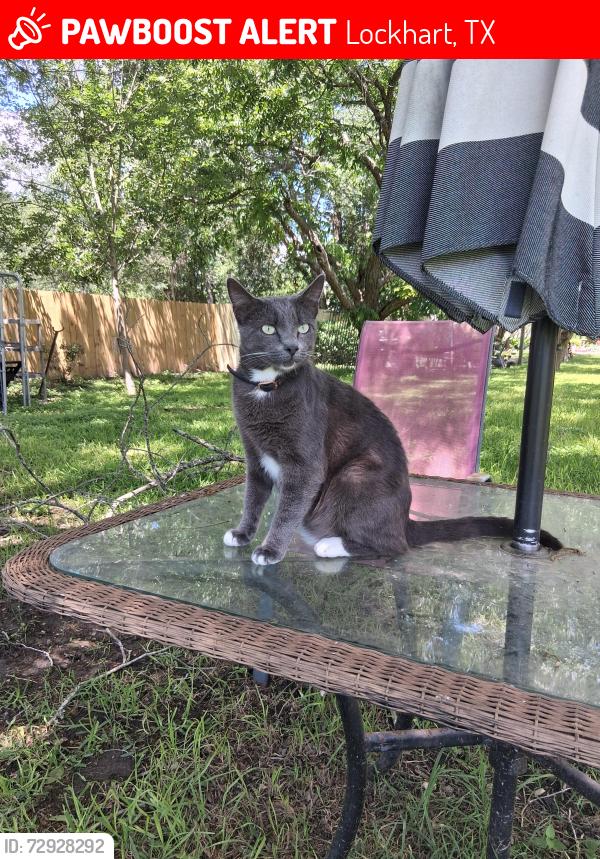 Lost Male Cat last seen Elm apmts, Lockhart, TX 78644