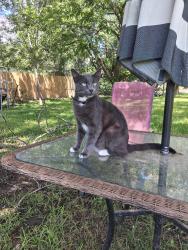 Lost Male Cat last seen Elm apmts, Lockhart, TX 78644