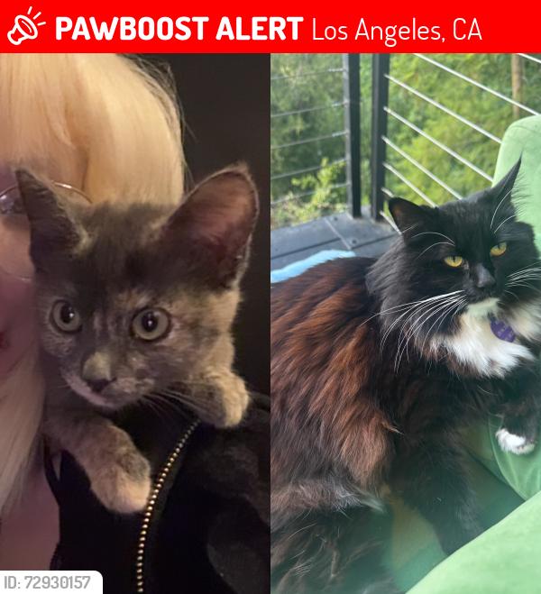 Lost Female Cat last seen Near 1st st Los Angeles , Los Angeles, CA 90033