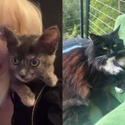 Lost Female Cat last seen Near 1st st Los Angeles , Los Angeles, CA 90033