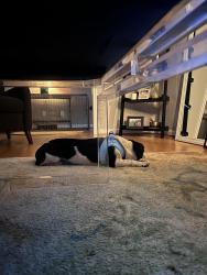 Reunited Male Dog last seen Ravenwood Dr., Buddingwood Dr., Sage Brush Trail, Greensboro, NC 27409