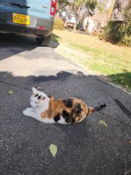 Reunited Female Cat last seen Chadwell Dr, Sutherland Rd, Woodward Dr, Richmond, VA 23236