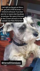 Reunited Female Dog last seen Nolan Richardson , El Paso, TX 79936