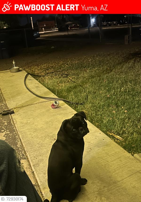 Lost Male Dog last seen First street , Yuma, AZ 85364