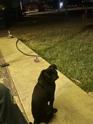Lost Male Dog last seen First street , Yuma, AZ 85364