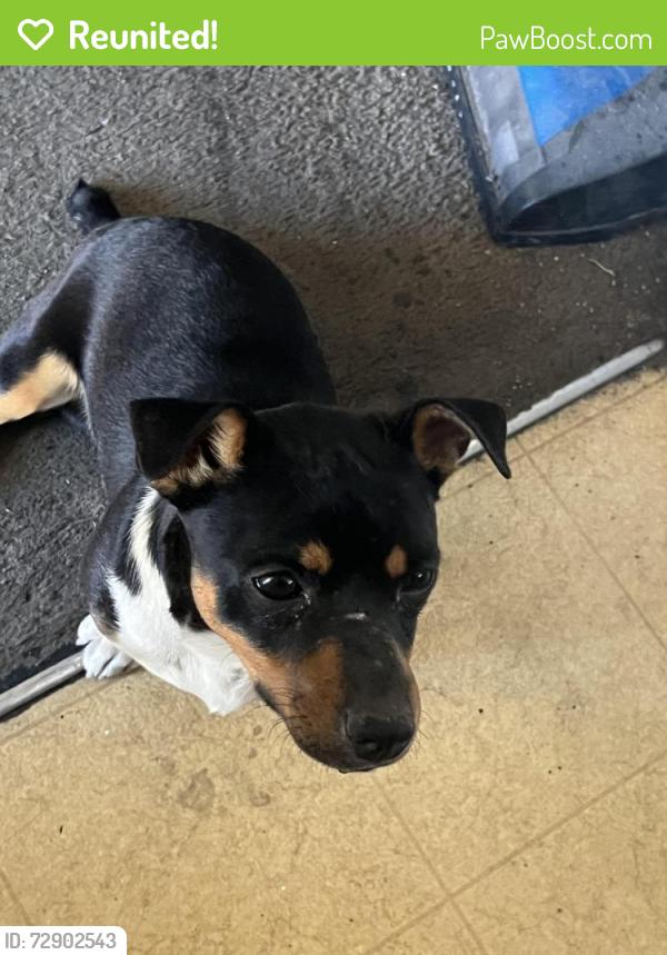 Reunited Male Dog last seen Near cozy creek st, North Las Vegas, NV 89031