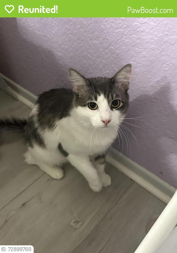 Reunited Male Cat last seen Richfield st, Paramount, CA 90723