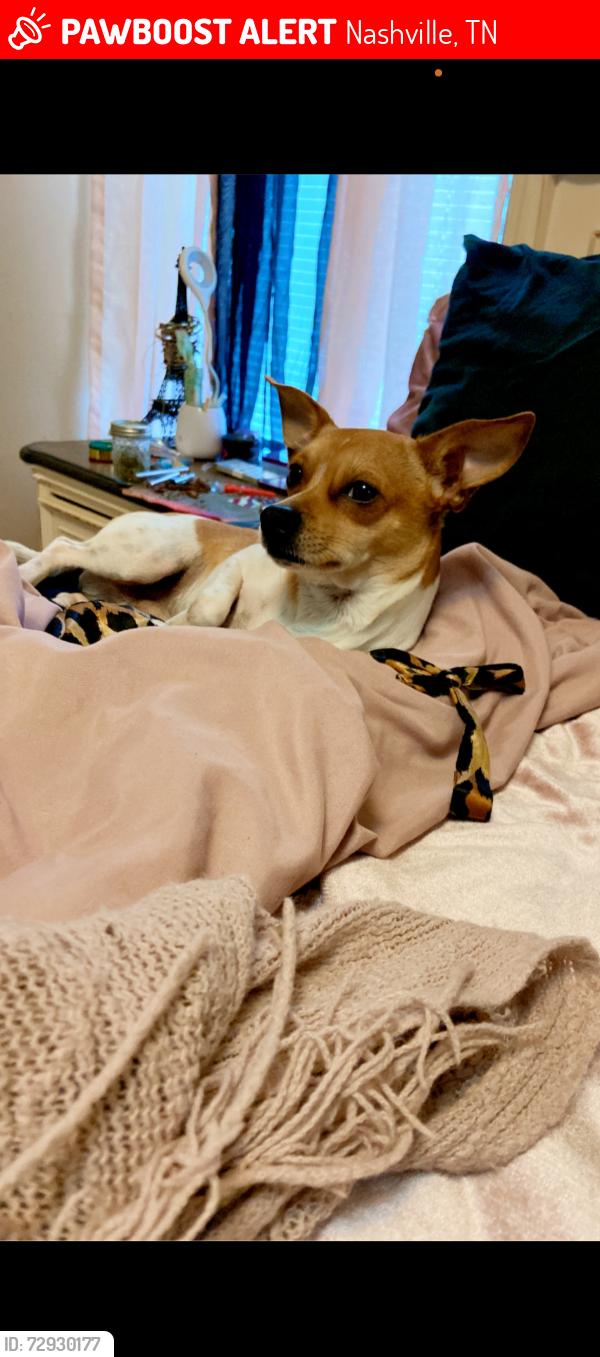 Lost Male Dog last seen Meharry St, Nashville, TN 37208