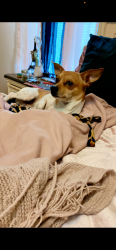 Lost Male Dog last seen Meharry St, Nashville, TN 37208