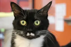 Lost Male Cat last seen oleander, citrus, foothill, Fontana, CA 92335