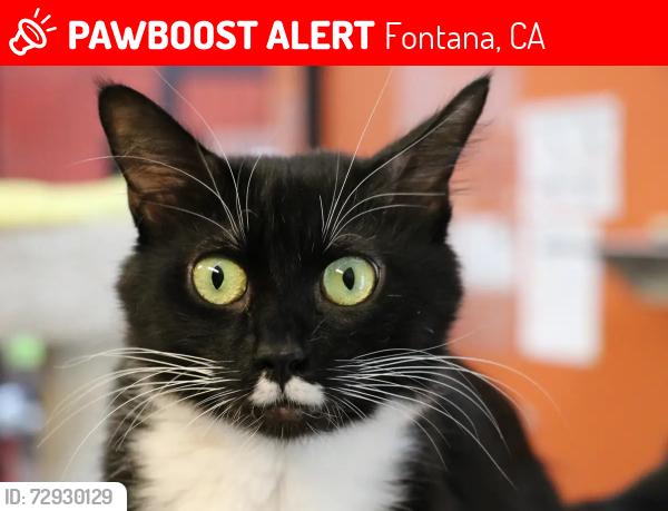 Lost Male Cat last seen oleander, citrus, foothill, Fontana, CA 92335