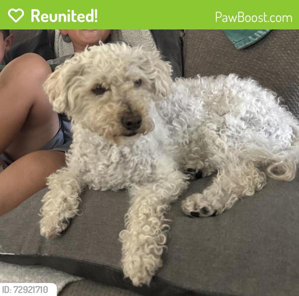 Reunited Female Dog last seen Perris and Canyon Vista road , Moreno Valley, CA 92553