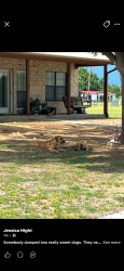 Found/Stray Unknown Dog last seen CR1218 and Shoreview Dr, Cleburne, TX 76033