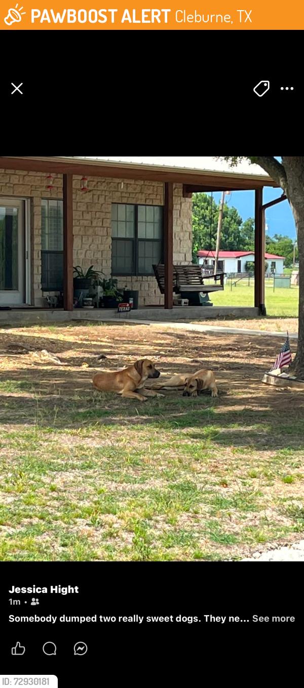 Found/Stray Unknown Dog last seen CR1218 and Shoreview Dr, Cleburne, TX 76033