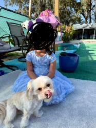 Reunited Female Dog last seen Near Virginia ave, New Port Richey, FL 34652
