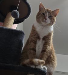 Reunited Male Cat last seen Harding and Avers , Chicago, IL 60623